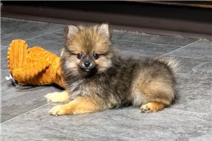 Ginny - puppy for sale