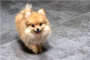 Magi - Pomeranian for sale