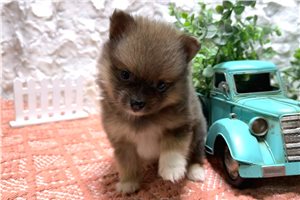 Sherri - Pomeranian for sale