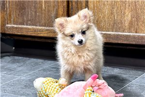 Shandy - Pomeranian for sale