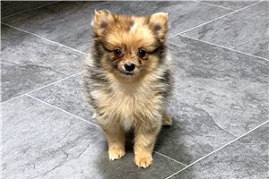 Avis - Pomeranian for sale