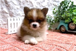 Kylie - puppy for sale