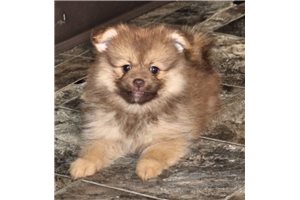 Rebecca - Pomeranian for sale