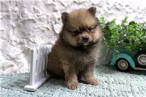 Sirocco - puppy for sale