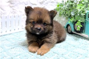 Neil - Pomeranian for sale