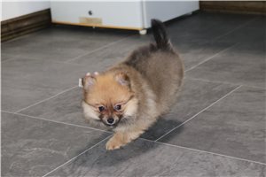 Marla - Pomeranian for sale