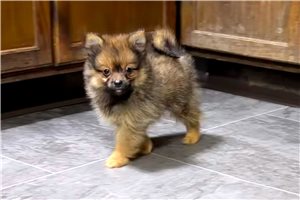 Neil - Pomeranian for sale