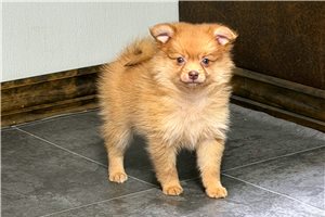 Avenley - puppy for sale