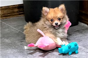 Jojo - Pomeranian for sale