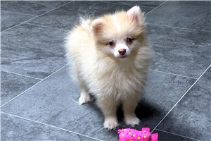 Junior - puppy for sale