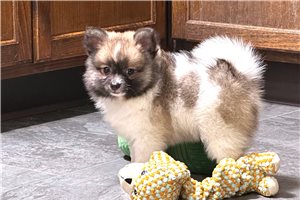 Dorothy - Pomeranian for sale