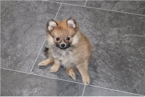 Mary - Pomeranian for sale