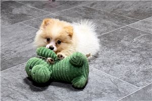 Dusty - puppy for sale