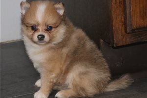 Christian - Pomeranian for sale