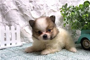 Drifter - puppy for sale