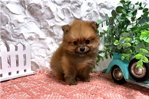 Hunter - puppy for sale