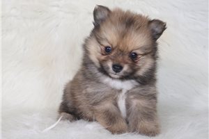 JoJo - puppy for sale
