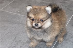 Twister - Pomeranian for sale