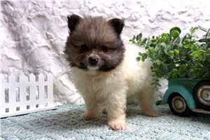 Fitz - Pomeranian for sale