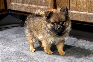 Elio - puppy for sale