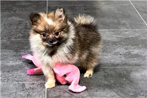 Kenny - Pomeranian for sale