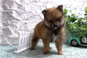 Flint - puppy for sale