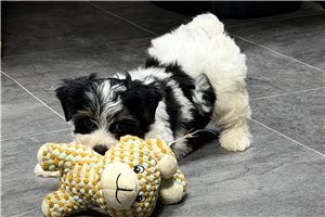 Sasha - puppy for sale