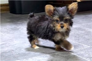 Stella - puppy for sale