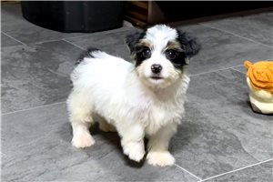 Sully - puppy for sale