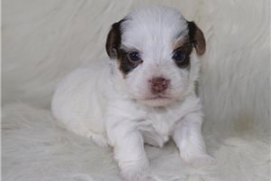 Benjamin - Yorkshire Terrier - Yorkie for sale