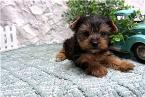 Livv - puppy for sale