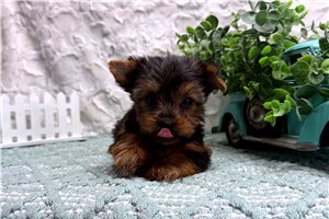 Peggy - Yorkshire Terrier - Yorkie for sale