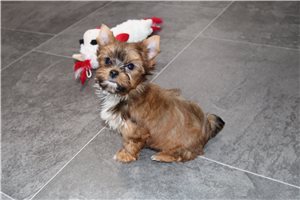 ZyZy - Yorkshire Terrier - Yorkie for sale