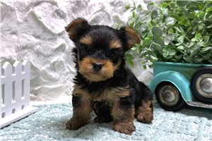 Sean - Yorkshire Terrier - Yorkie for sale