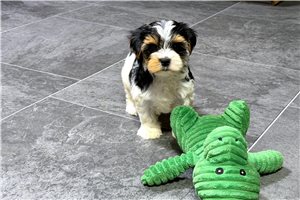 Karissa - Yorkshire Terrier - Yorkie for sale