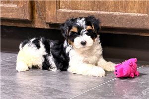 Vince - Yorkshire Terrier - Yorkie for sale