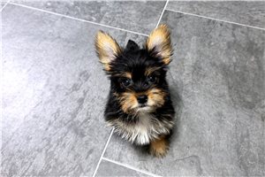 Liam - Yorkshire Terrier - Yorkie for sale