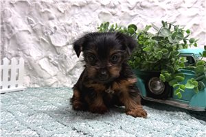 Cyrus - puppy for sale