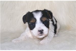 Shayla - puppy for sale