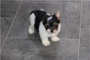Taisey - puppy for sale