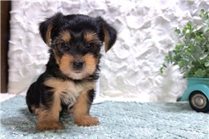 Elijah - Yorkshire Terrier - Yorkie for sale