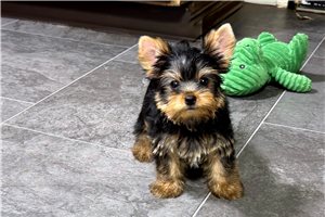 Chuck - Yorkshire Terrier - Yorkie for sale
