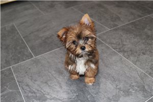 ZyZy - Yorkshire Terrier - Yorkie for sale