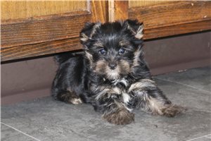 JB - Yorkshire Terrier - Yorkie for sale