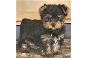 Asher - Yorkshire Terrier - Yorkie for sale