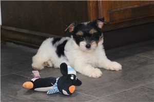 Cassie - Yorkshire Terrier - Yorkie for sale