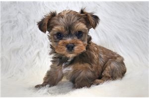 Zane - Yorkshire Terrier - Yorkie for sale