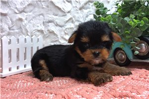 Wren - puppy for sale