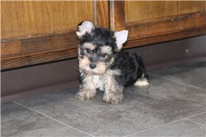 Wayde - puppy for sale