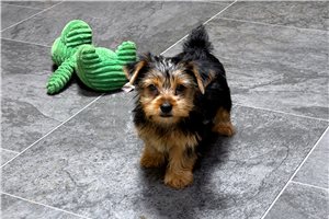 Homer - Yorkie for sale